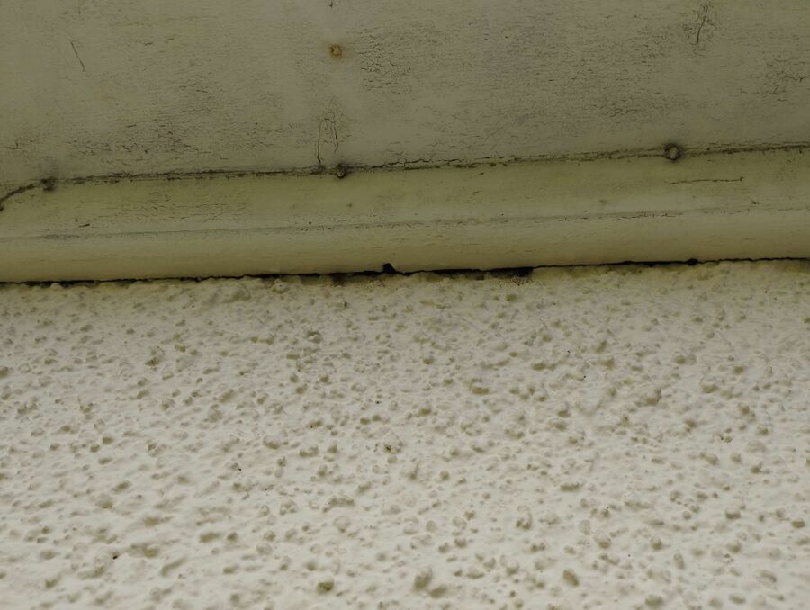 Relocate bees & remove bee nest