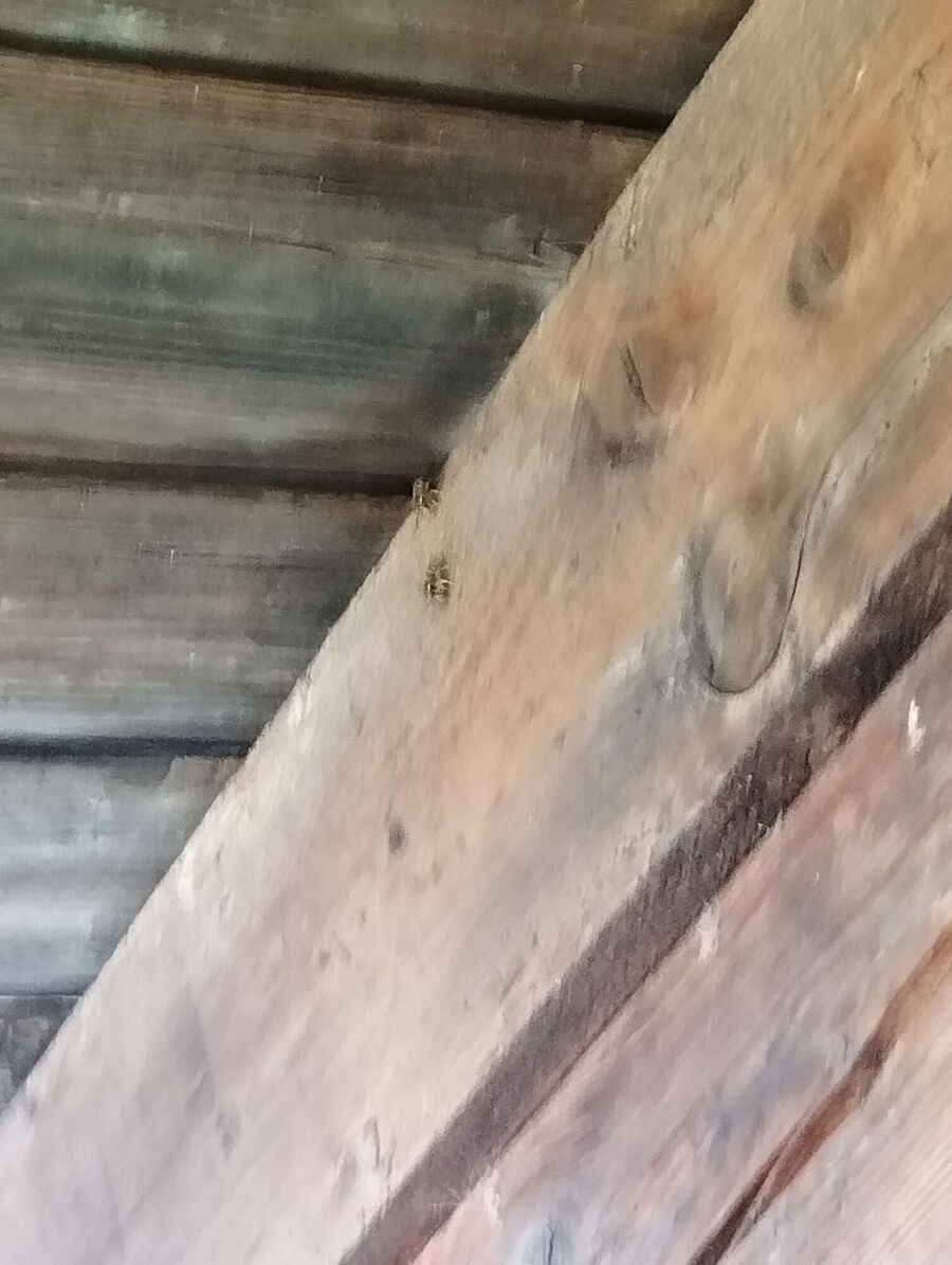 Bee nest at the house remove