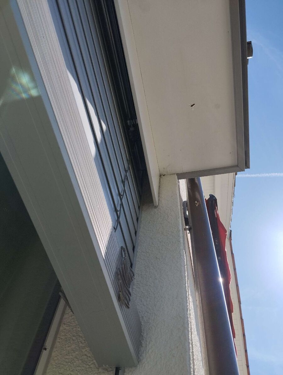 Relocate bees & remove bee nest