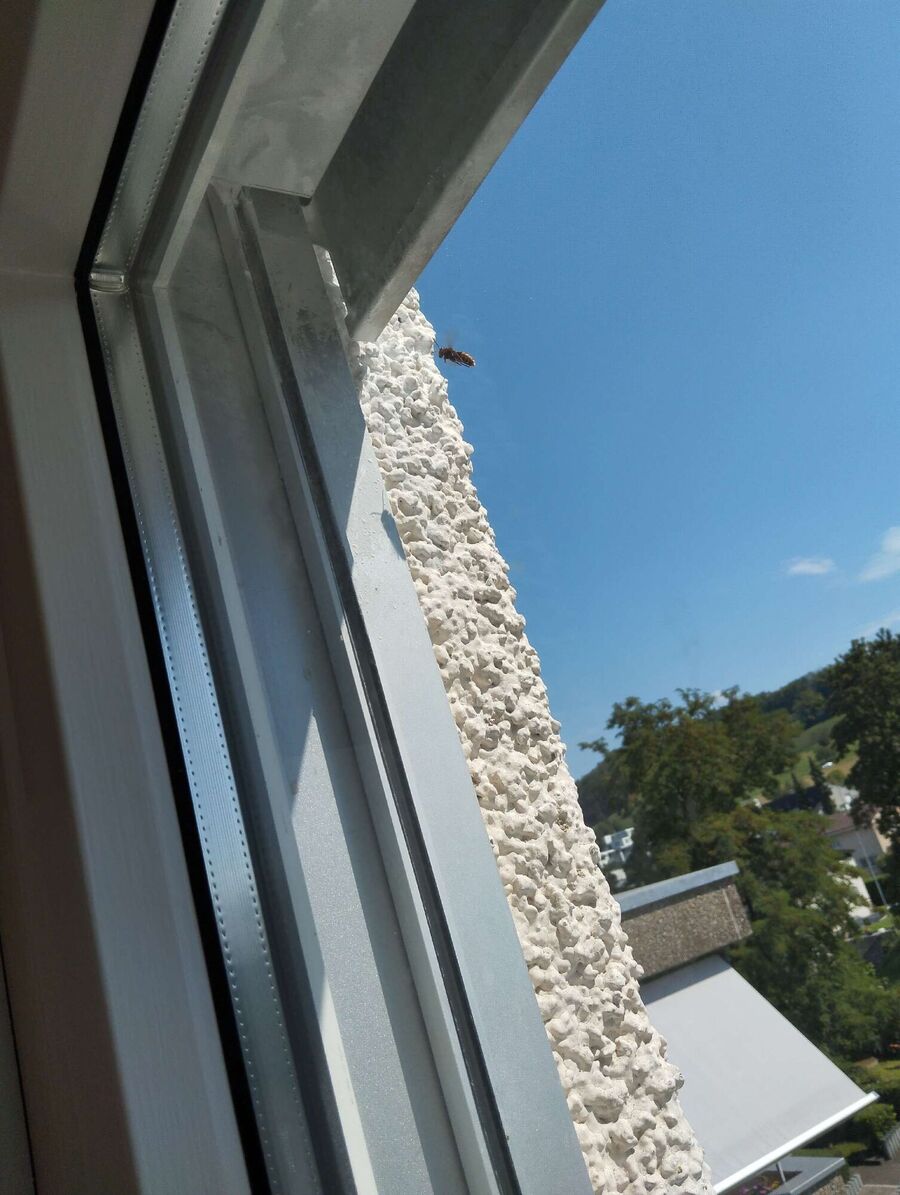 Bee nest at the house remove