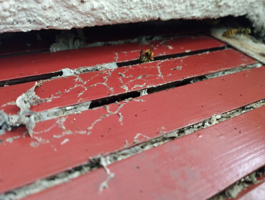 Bee nest at the house remove