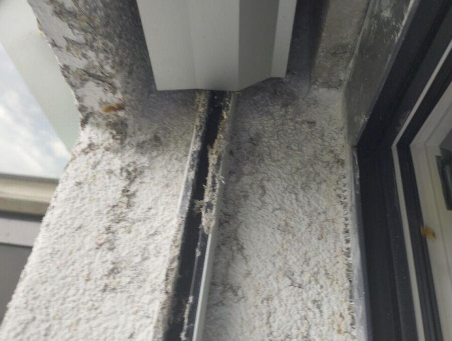 Bee nest at the house remove