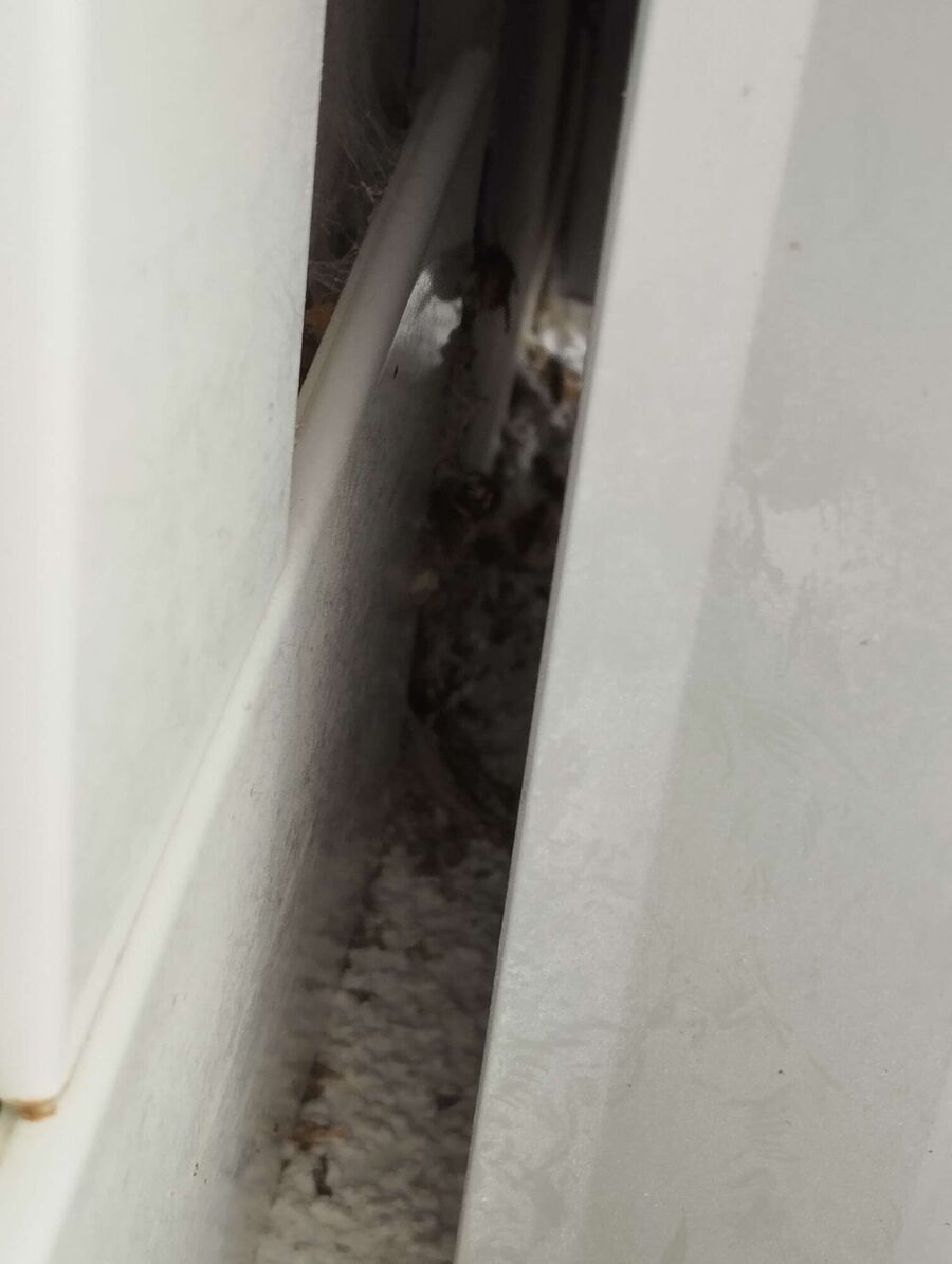 Relocate bees & remove bee nest