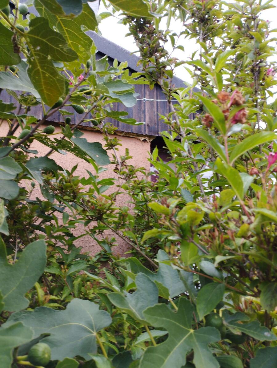 Relocate bees & remove bee nest