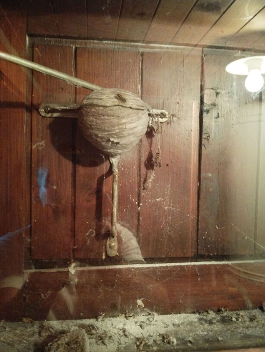 Relocate bees & remove bee nest