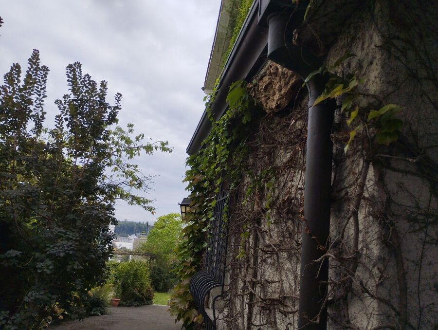 Relocate bees & remove bee nest