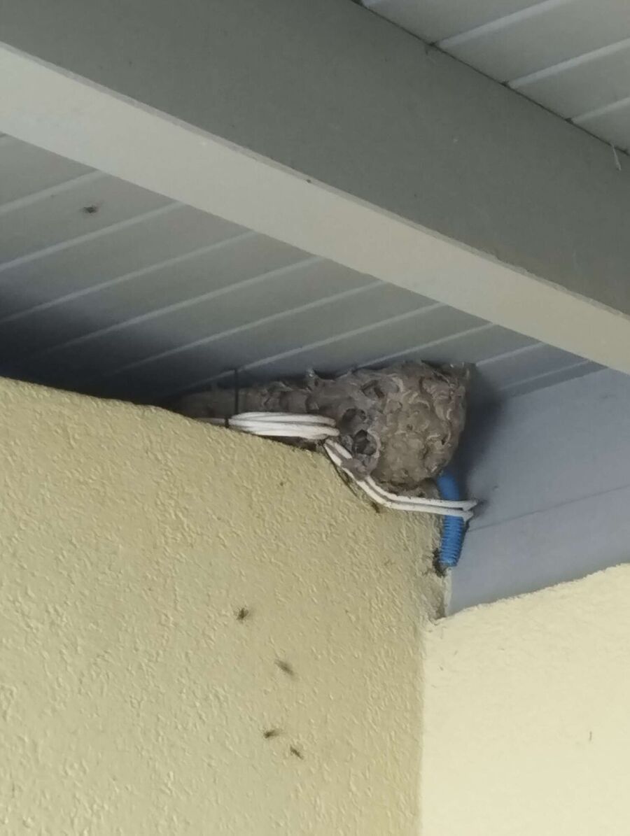 Bee nest at the house remove
