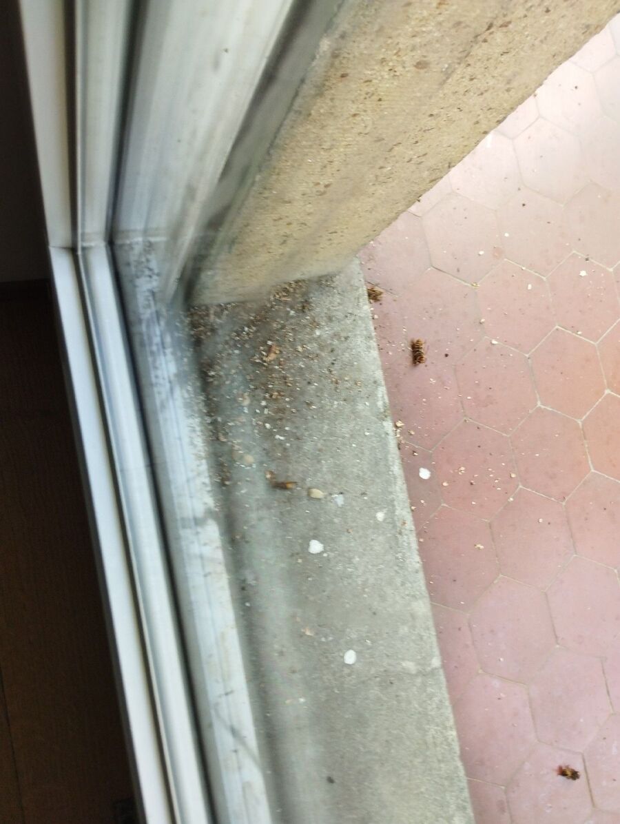 Relocate bees & remove bee nest