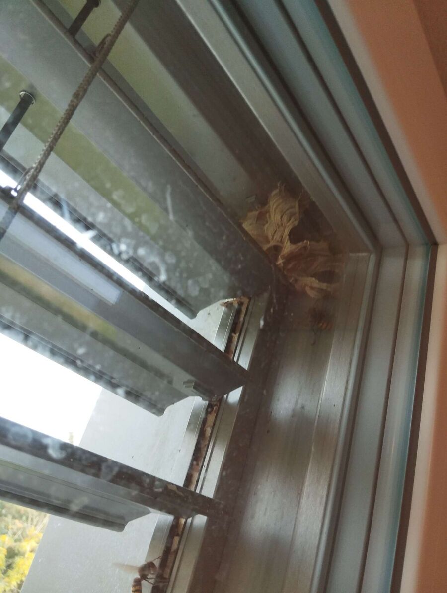 Bee nest at the house remove