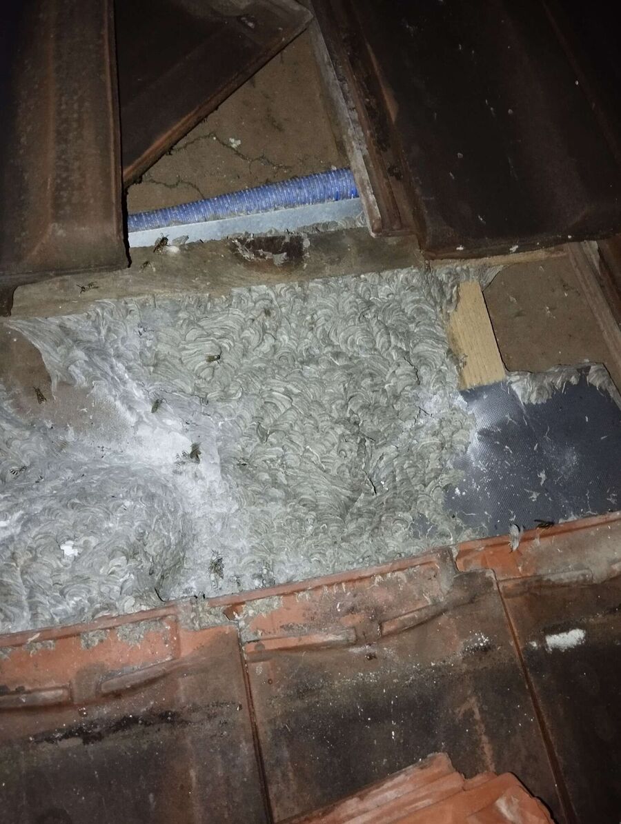 Bee nest at the house remove