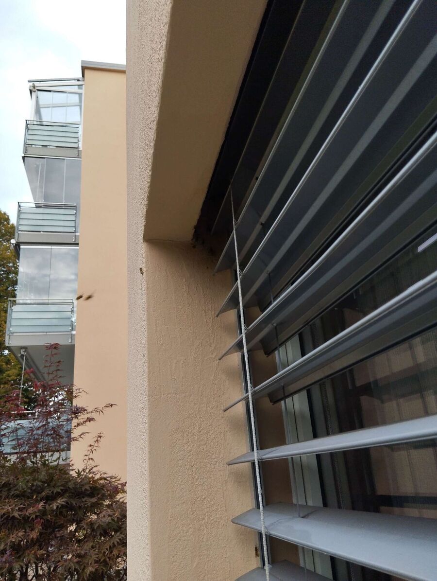 Relocate bees & remove bee nest