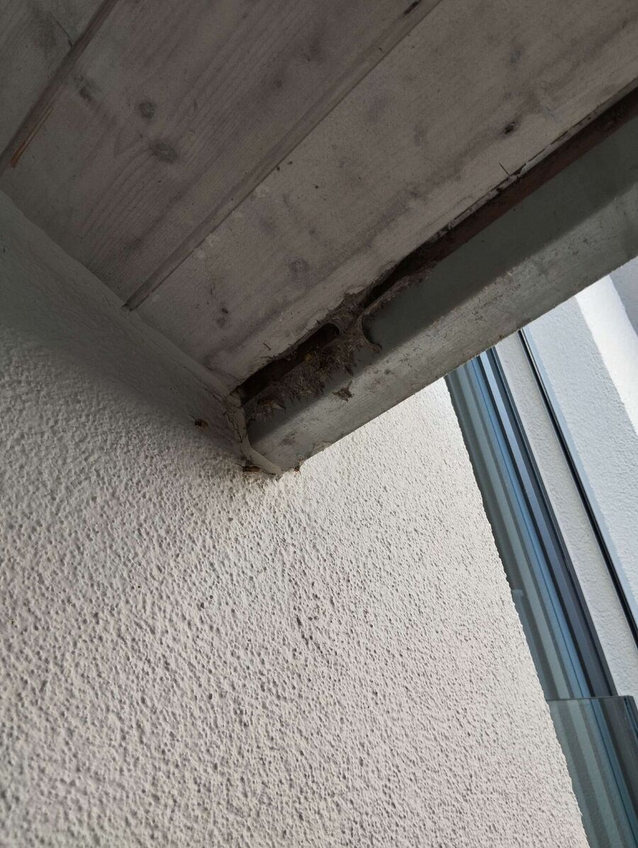 Relocate bees & remove bee nest