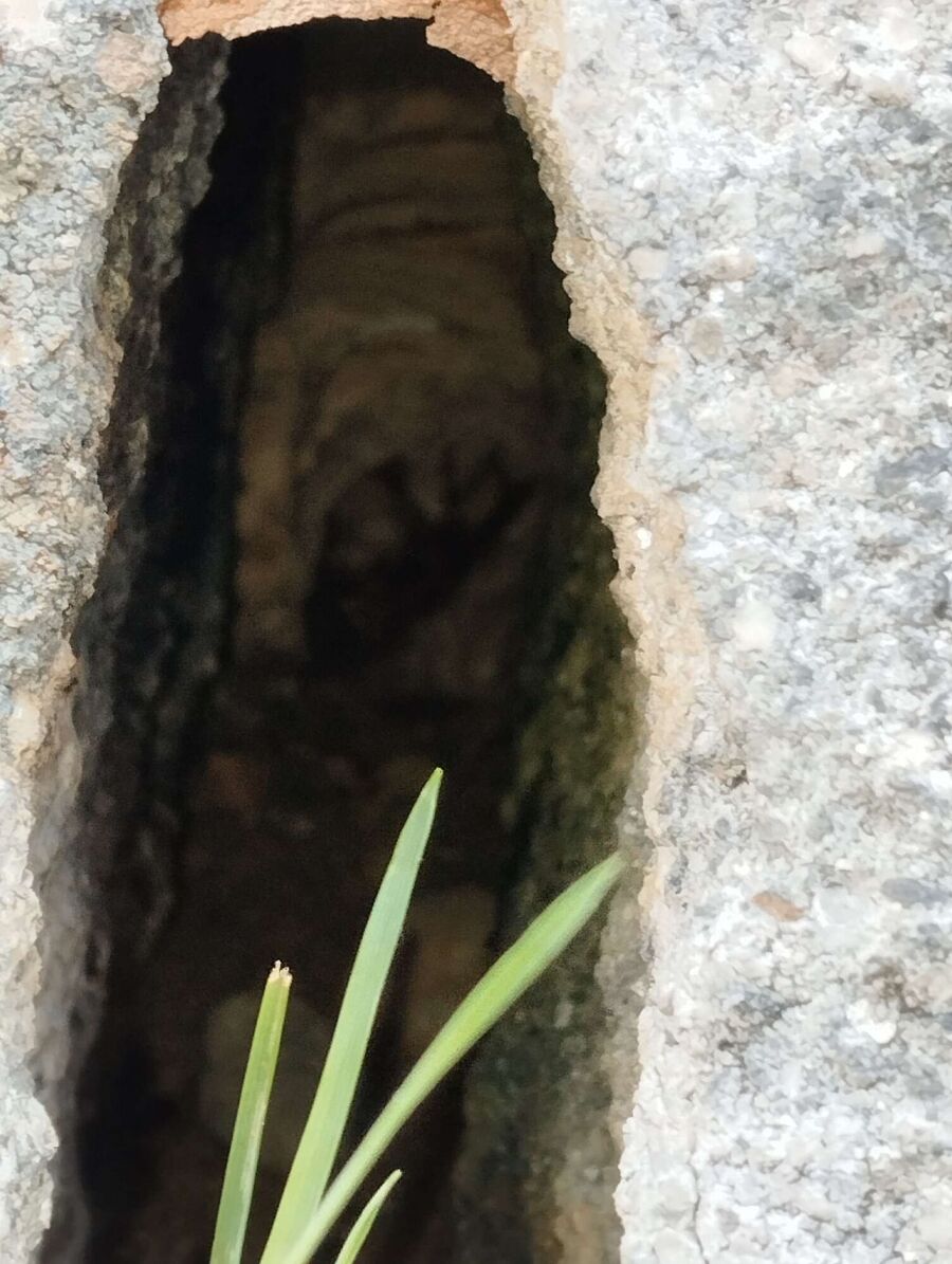 Bee nest at the house remove