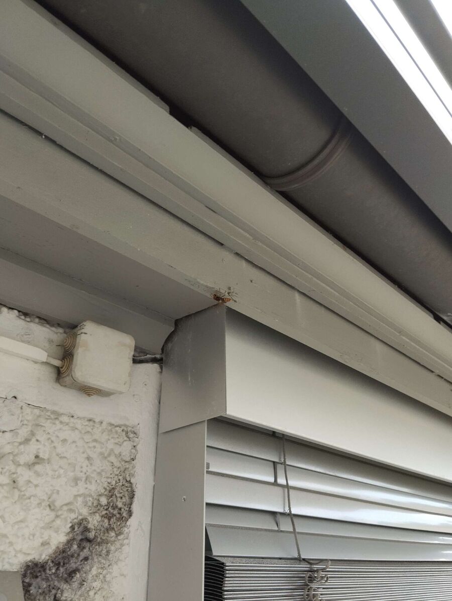 Bee nest at the house remove