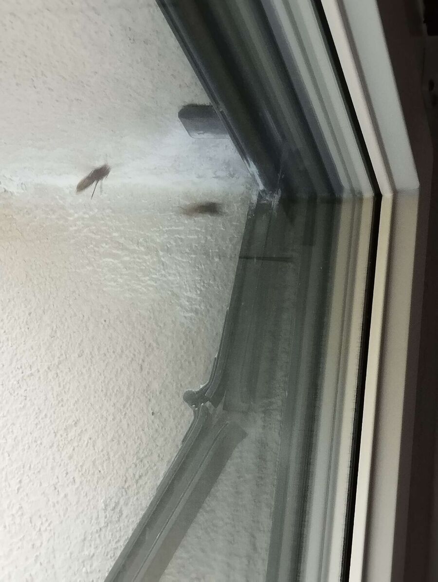 Relocate bees & remove bee nest