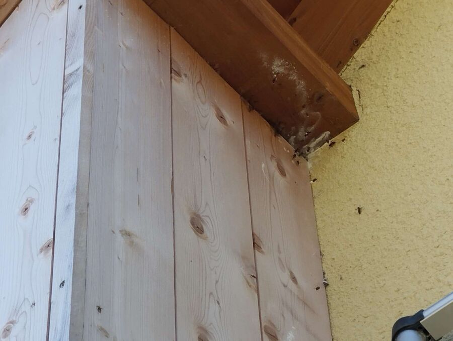 Bee nest at the house remove