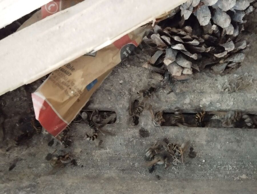 Bee nest at the house remove