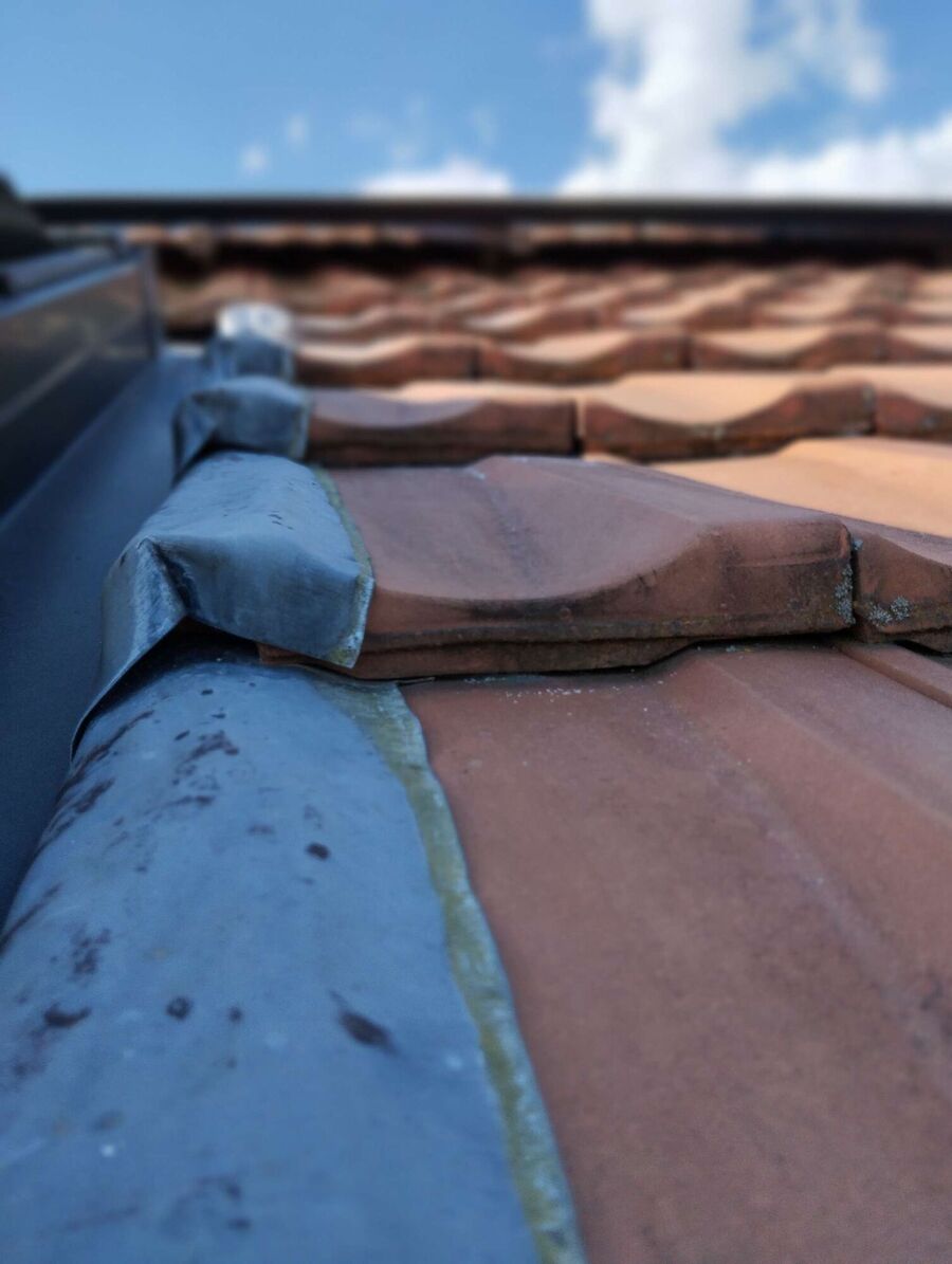 Relocate bees & remove bee nest