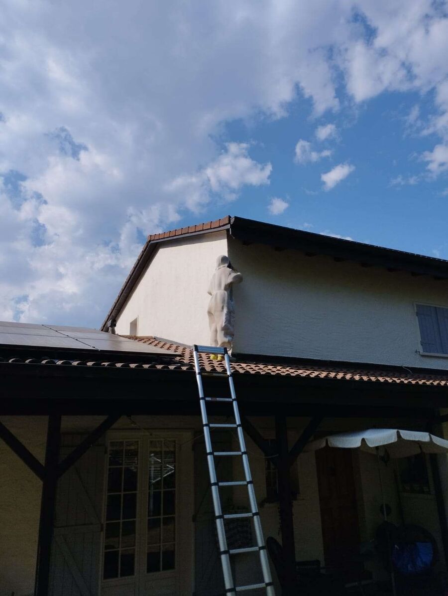 Relocate bees & remove bee nest