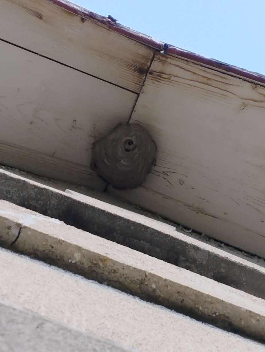 Bee nest at the house remove