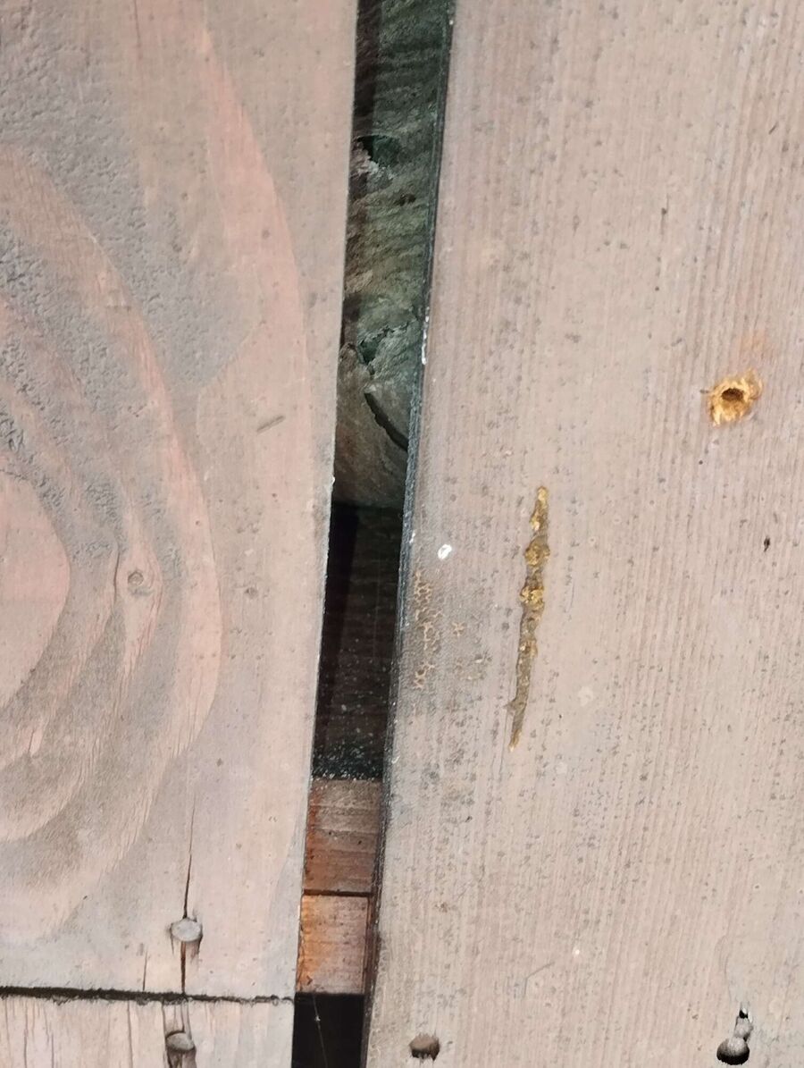 Bee nest at the house remove