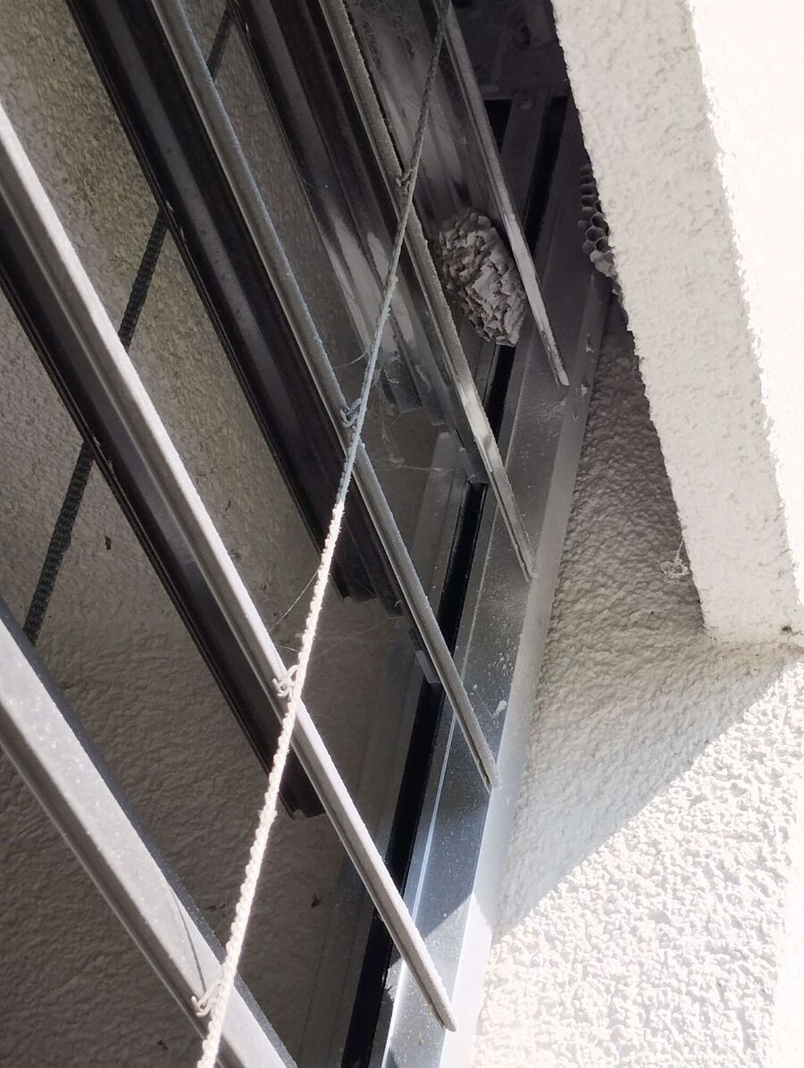 Relocate bees & remove bee nest