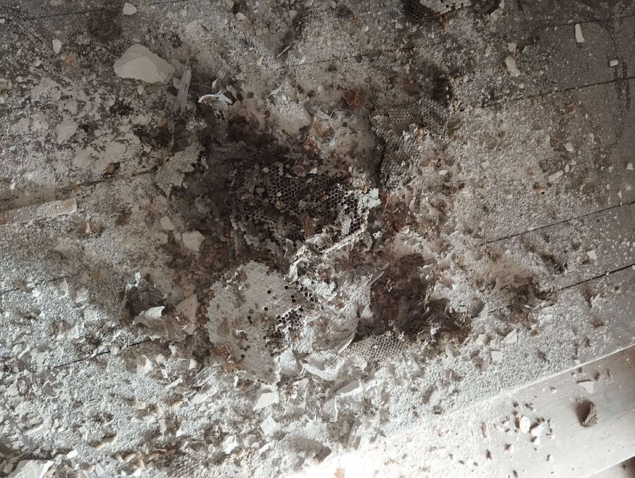 Bee nest at the house remove