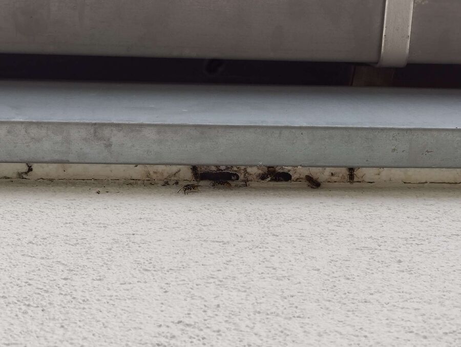 Bee nest at the house remove