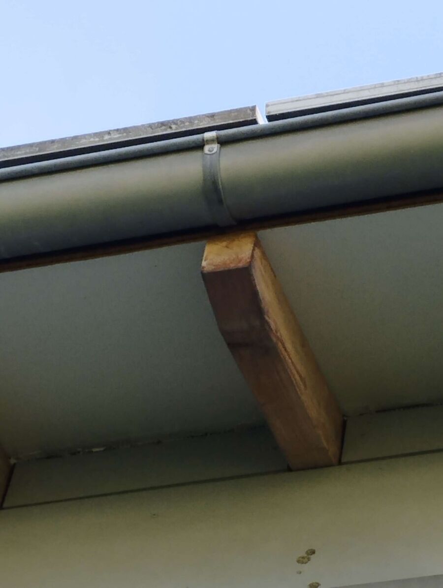 Relocate bees & remove bee nest