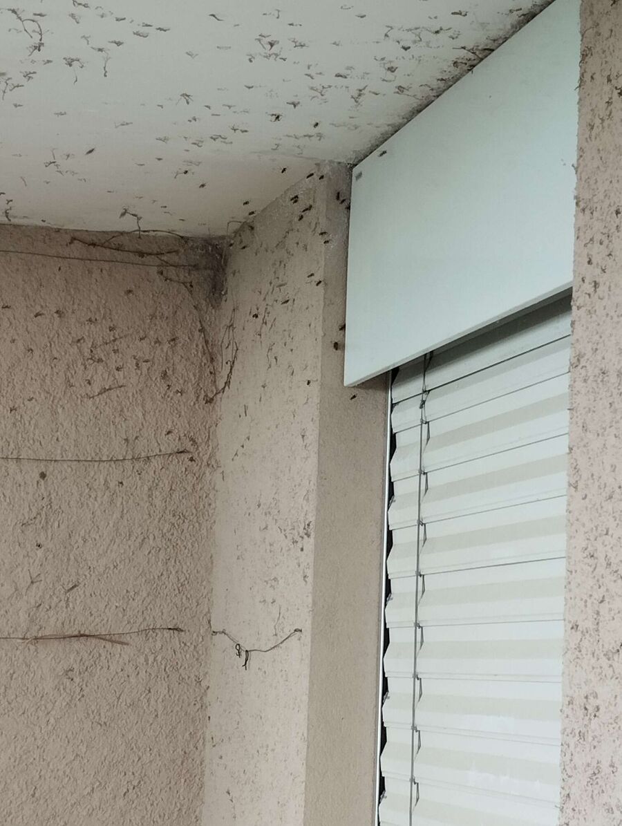 Bee nest at the house remove