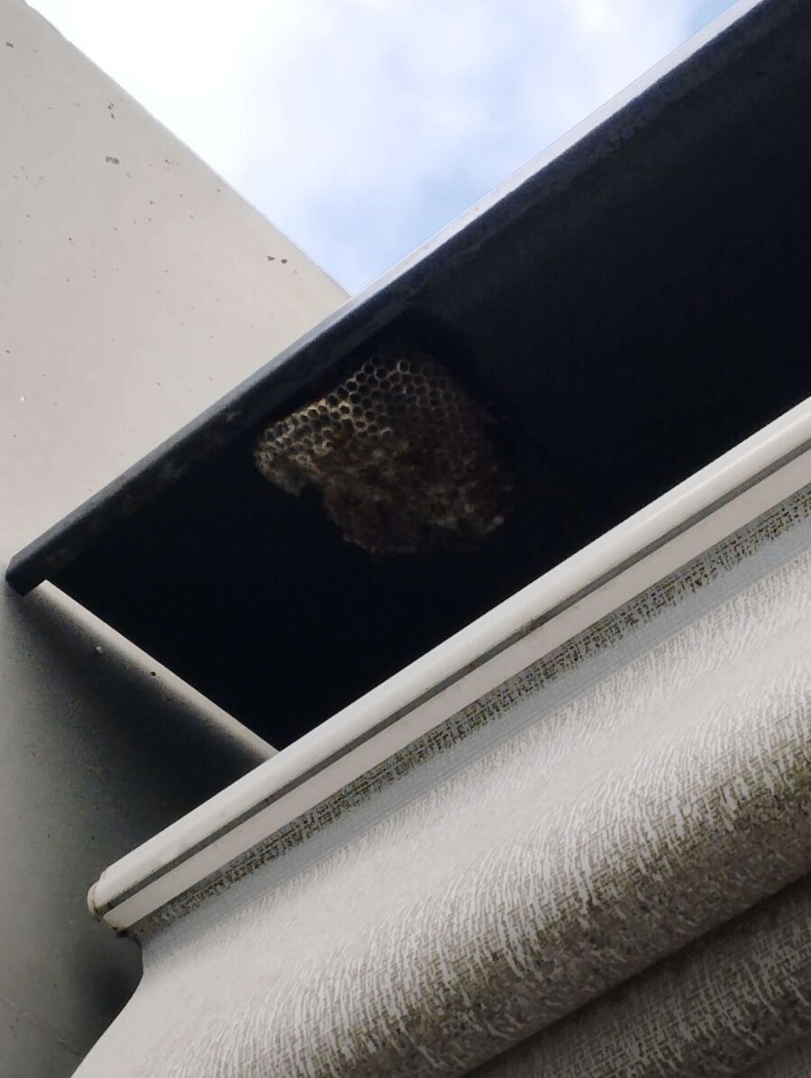 Remove bee nest