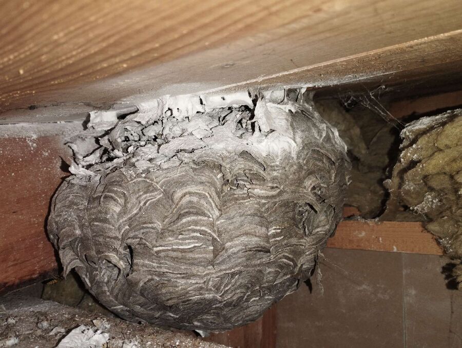 Bee nest at the house remove
