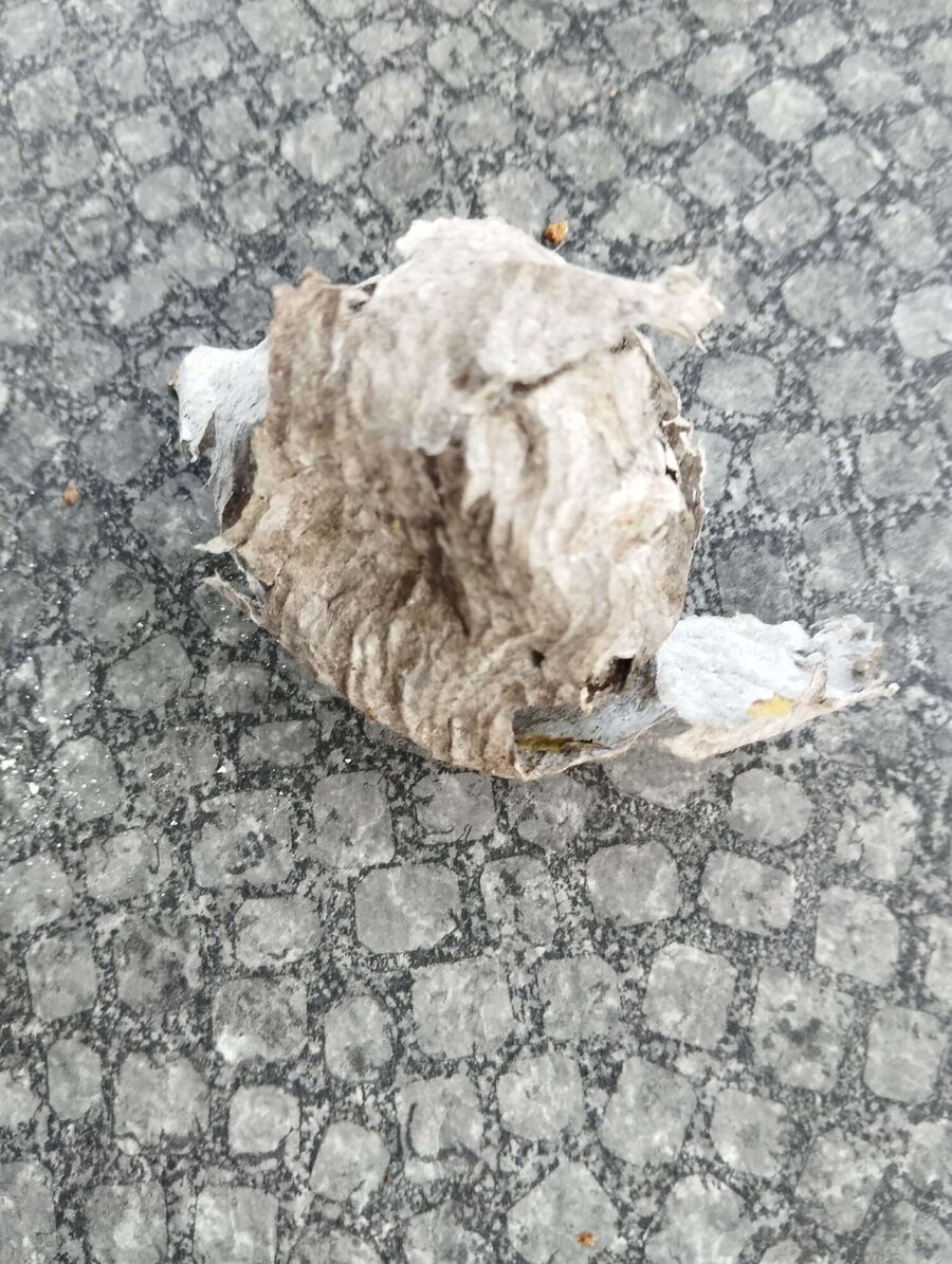 Relocate bees & remove bee nest