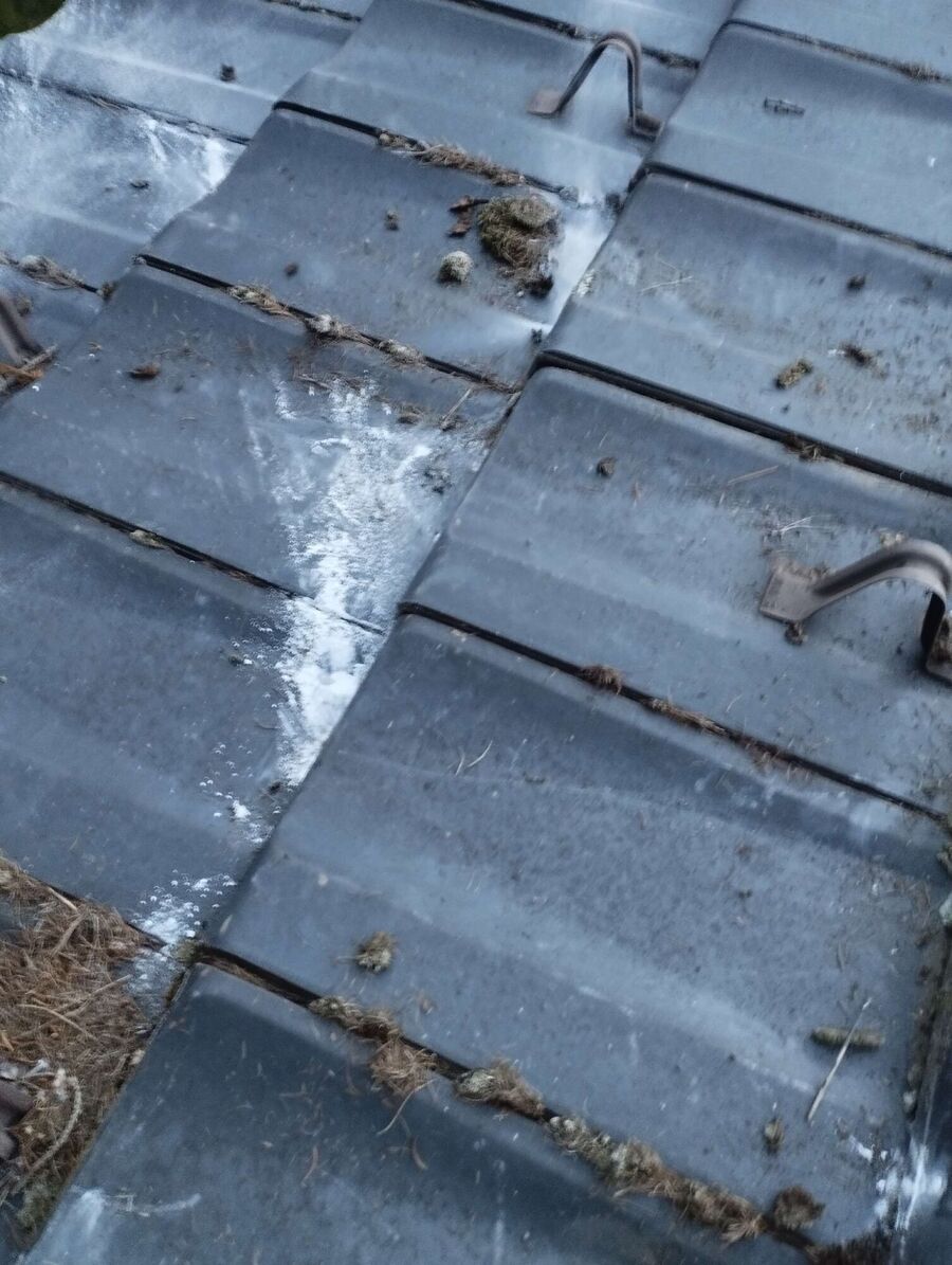 Relocate bees & remove bee nest