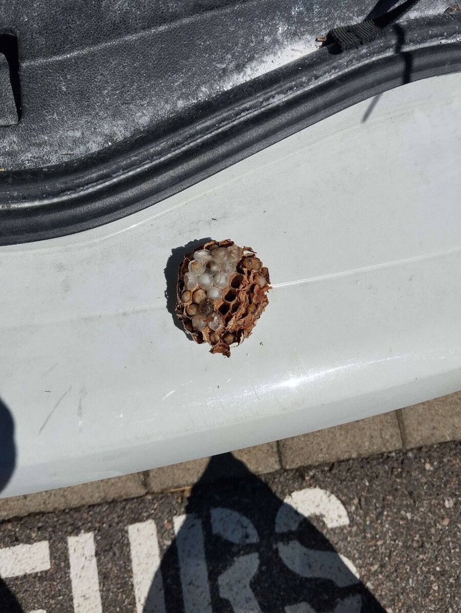 Bee nest at the house remove