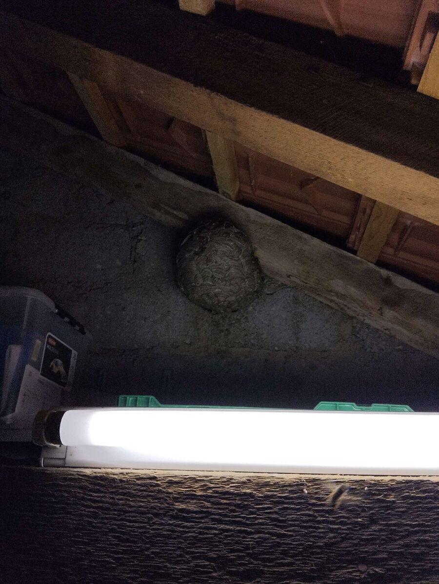 Bee nest at the house remove