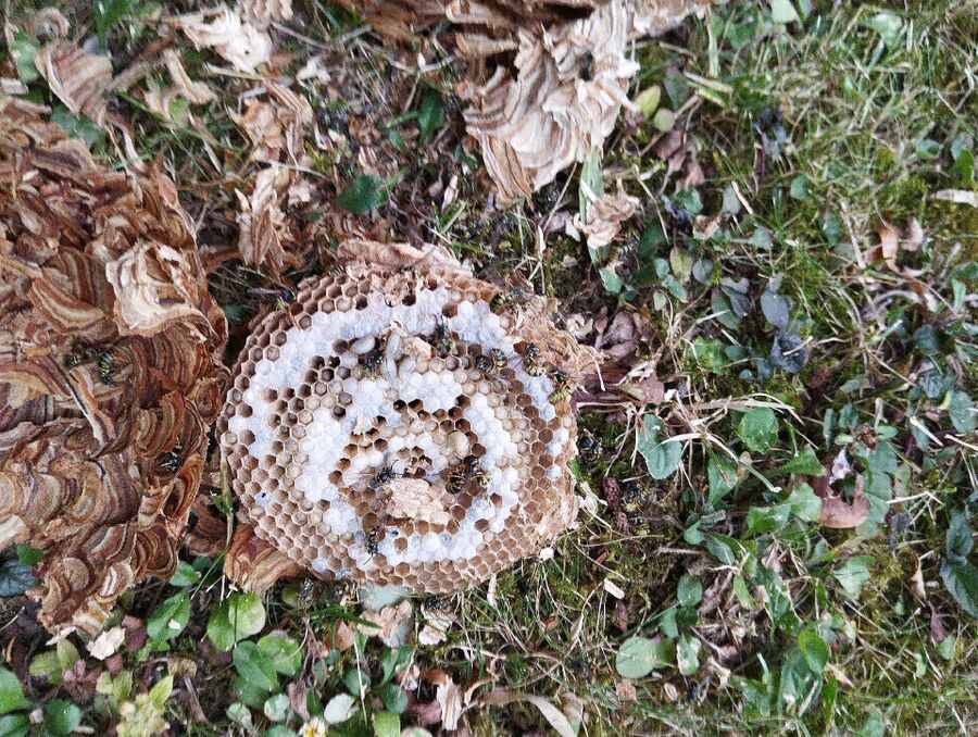 Bee nest at the house remove