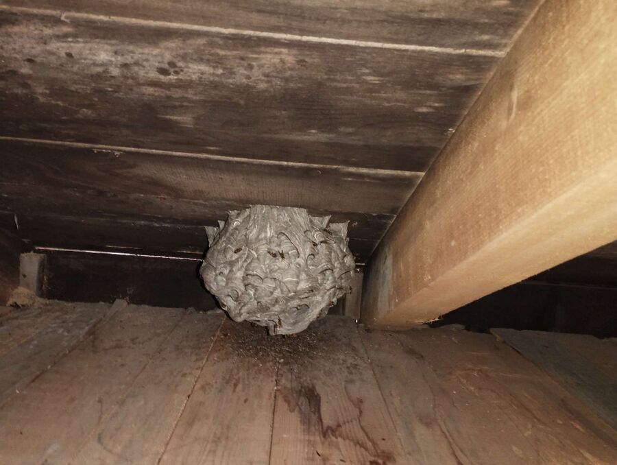 Bee nest at the house remove