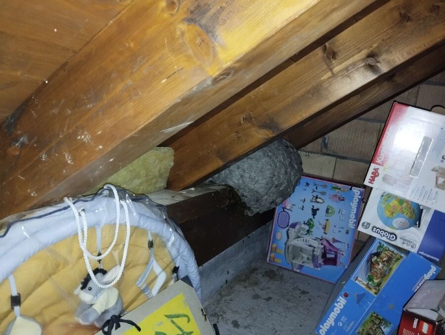 Bee nest at the house remove