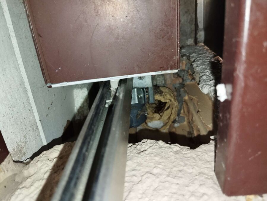 Relocate bees & remove bee nest