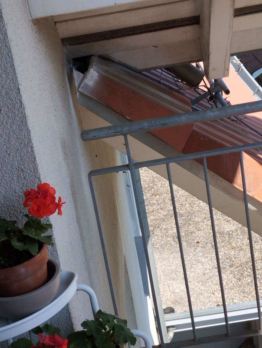 Bee nest at the house remove