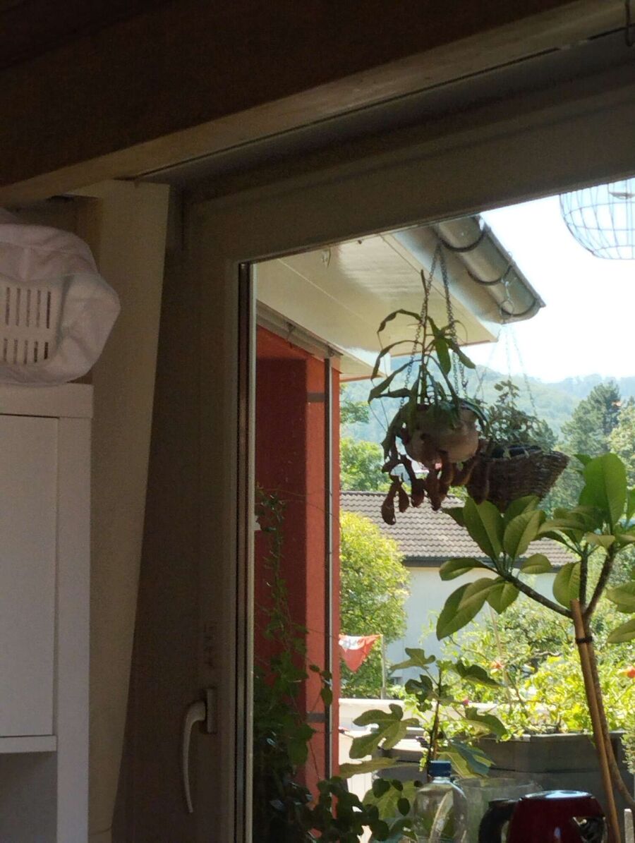 Bee nest at the house remove