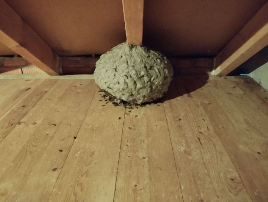 Relocate bees & remove bee nest