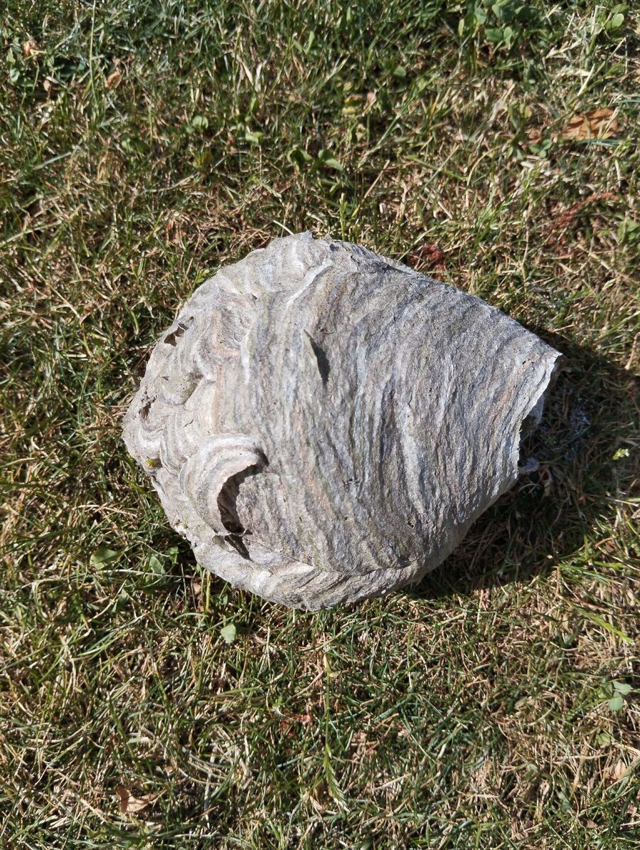 Bee nest at the house remove