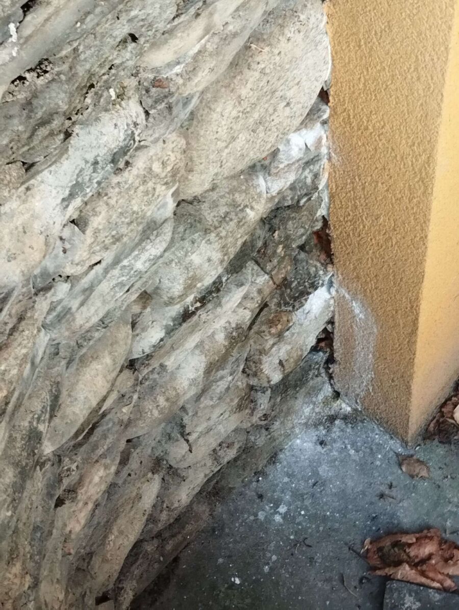 Relocate bees & remove bee nest