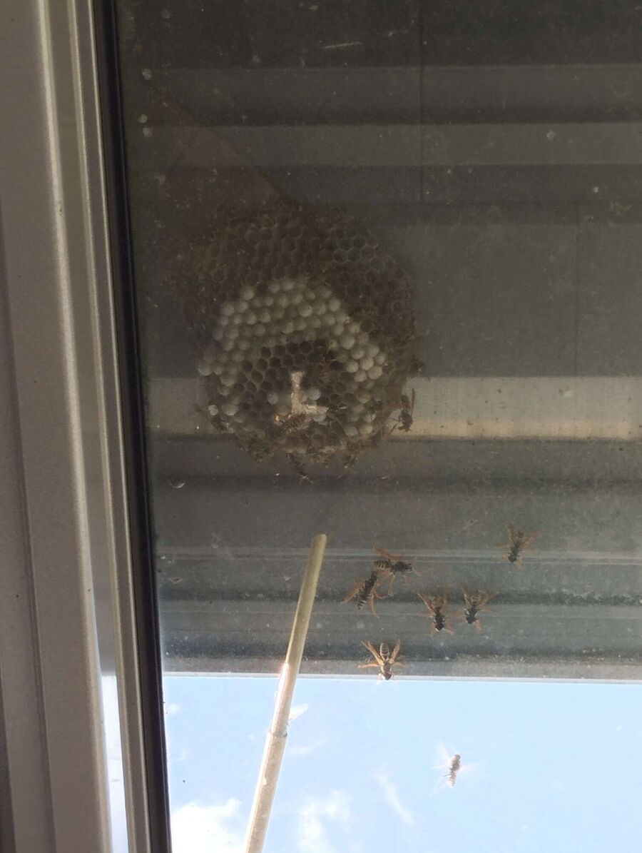 Remove bee nest