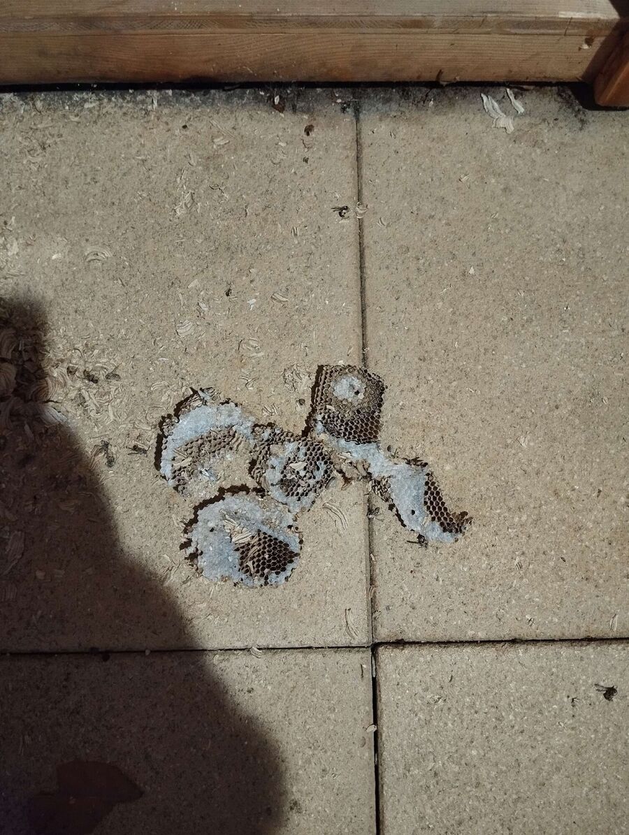 Bee nest at the house remove