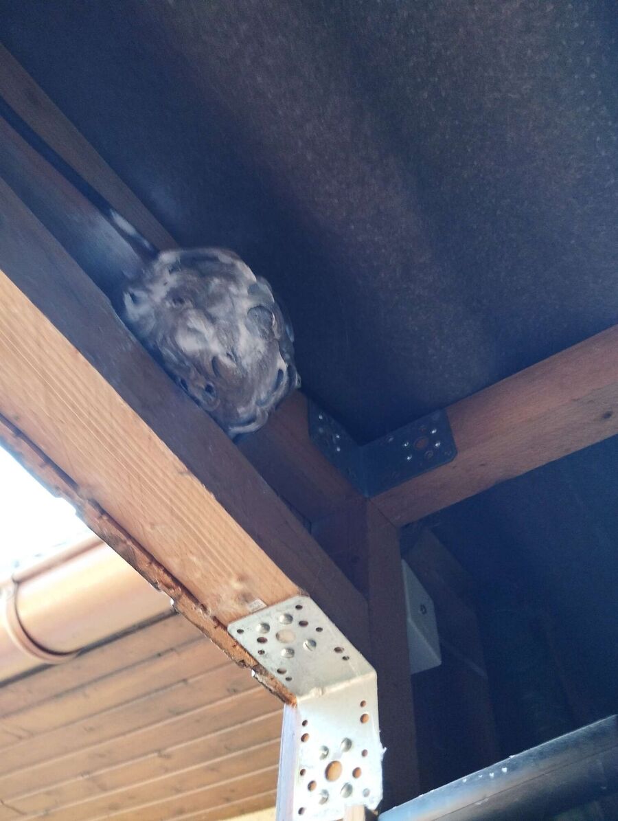 Relocate bees & remove bee nest