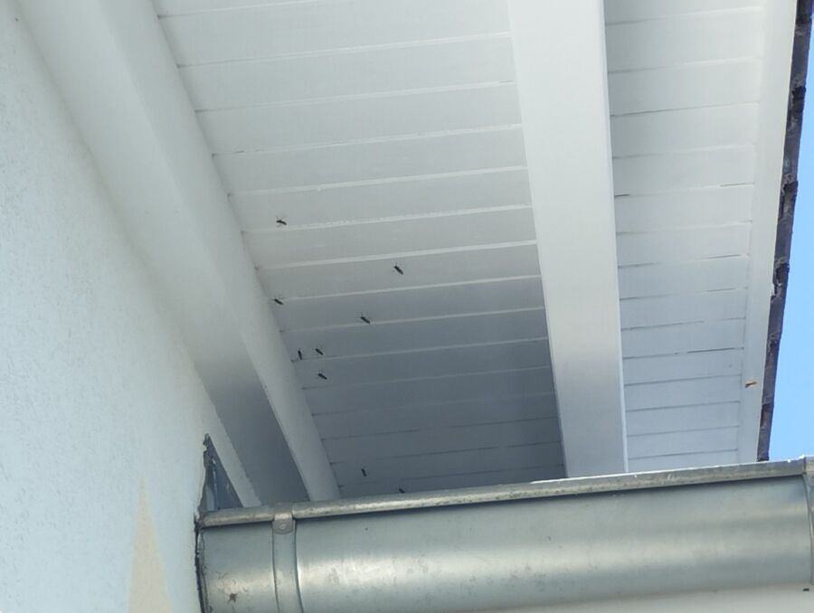 Bee nest at the house remove