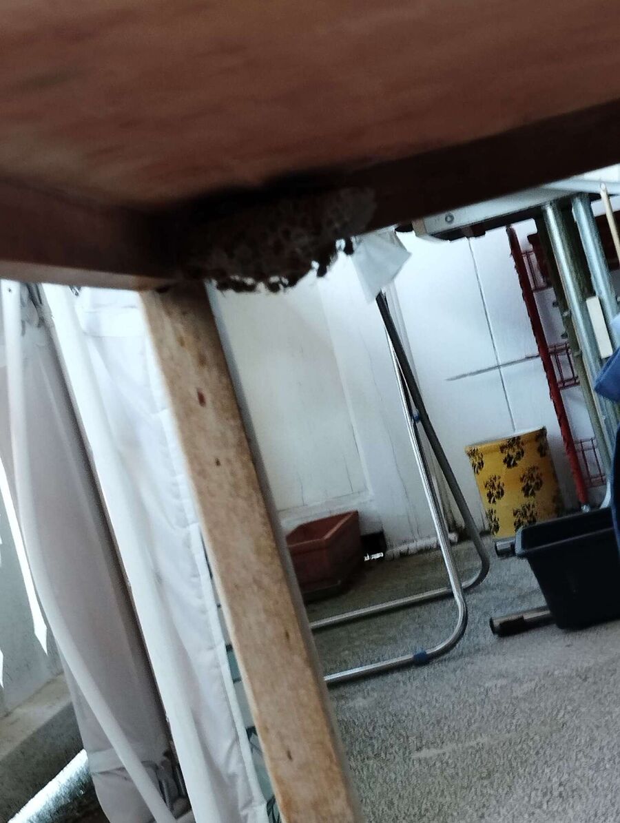 Relocate bees & remove bee nest